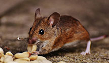24 Hour & Emergency Exterminators in Upper Skagit Indian Reservat, WA